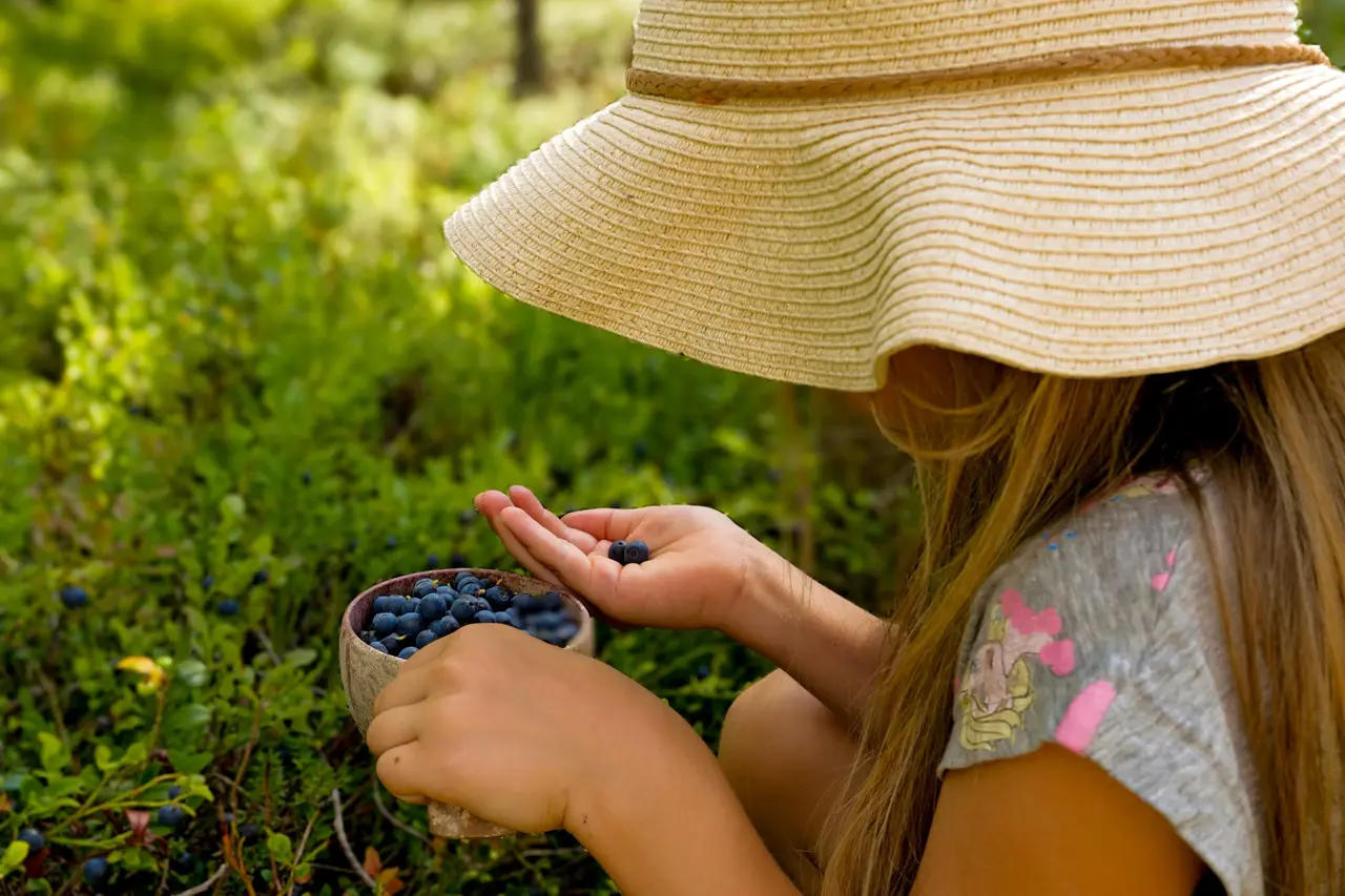 Guided berry picking in Ranua