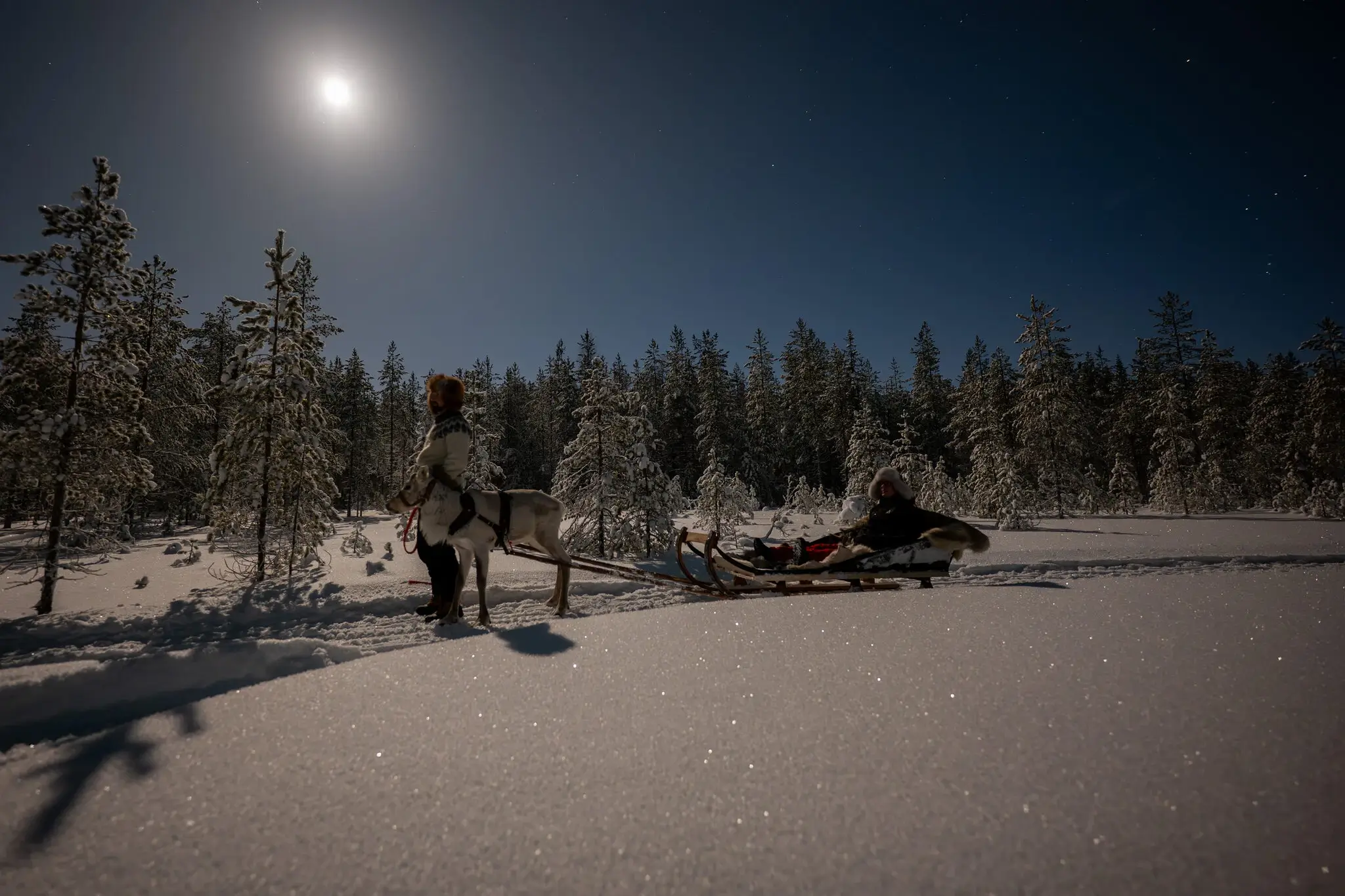 Reindeer sleigh ride night