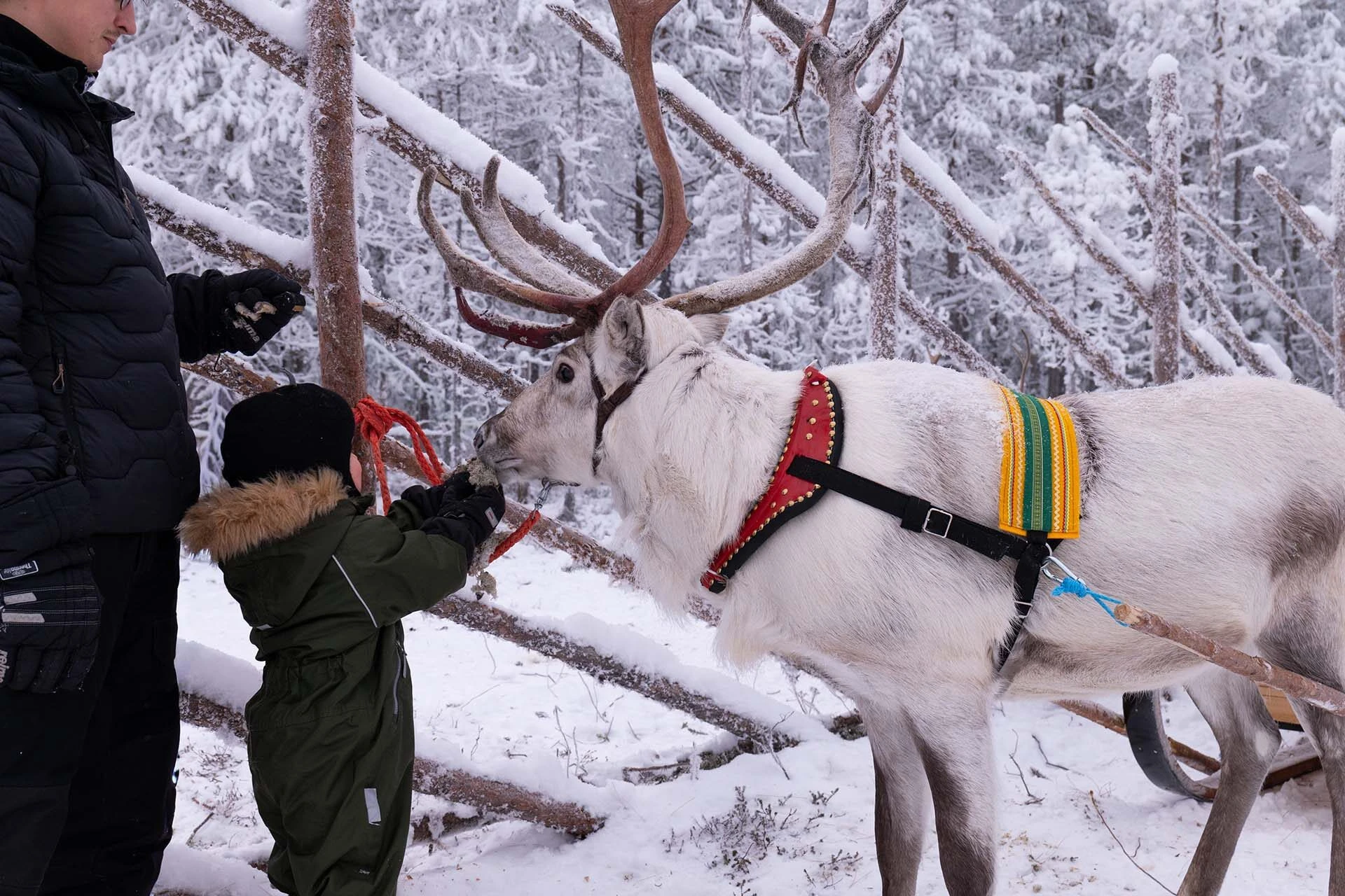 Meeting a reindeer in snowy Ranua